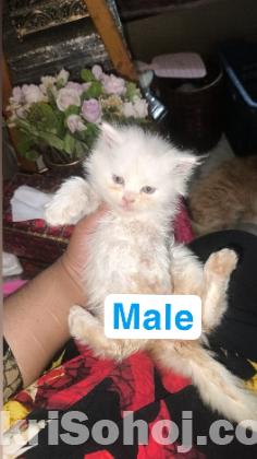 Exotic bloodline kitten